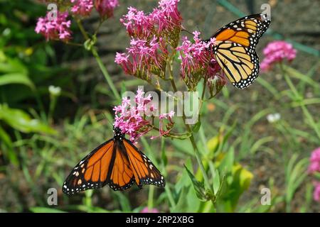 Monarch Butterfly (Danaus plexippus) Close-up, Quinta Splendida, Madeira Island Stockfoto