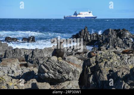 (180916) -- WELLINGTON, 16. September 2018 -- Foto aufgenommen am 27. Juli 2018 zeigt Pelzrobben in der Sinclair Seal Colony, südlich von Wellington, Neuseeland. Wellington wurde im neuesten Lonely Planet Reiseführer als Neuseelands bestes Reiseziel ausgezeichnet, wobei die Stadt als eine der coolsten kleinen Hauptstädte der Welt bezeichnet wurde. ) (hy) NEUSEELAND-WELLINGTON-LONELY PLANET-BEST DESTINATION GuoxLei PUBLICATIONxNOTxINxCHN Stockfoto