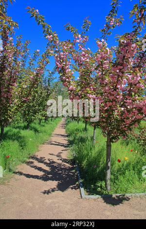 Das Foto wurde im botanischen Garten der Stadt Odessa aufgenommen. Das Bild zeigt eine Gasse mit blühenden Bäumen - japanische Sakura. Stockfoto