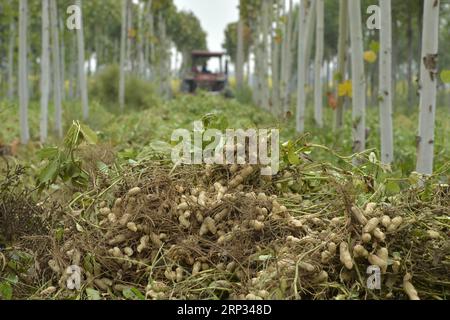 (180919) -- XINGTAI, 19. September 2018 -- Ein Dorfbewohner erntet Erdnüsse im Dorf Guolongzhuang in der Wirtschaftsentwicklungszone Xingtai in der nordchinesischen Provinz Hebei, 18. September 2018. In den letzten Jahren hat die Autorität der Wirtschaftsentwicklungszone Xingtai einen Geschäftsmodus gefördert, der die Landwirte dazu ermutigt, Erdnüsse entsprechend der Marktnachfrage anzubauen. Mit der Regelung konnte das persönliche Einkommen gesteigert werden, indem die einzelnen Landwirte sowohl mit Pflanzbetrieben als auch mit Unternehmen verbunden wurden. )(wy)(lmm) CHINA-HEBEI-ERDNUSS-WIRTSCHAFT (CN) MuxYu PUBLICATIONxNOTxINxCHN Stockfoto