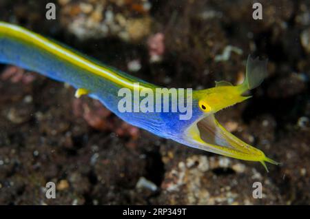 Männlicher Schleifenaal, Rhinomuraena quaesita, in Loch auf Sand, Melasti Tauchplatz, Seraya, Karangasem, Bali, Indonesien Stockfoto