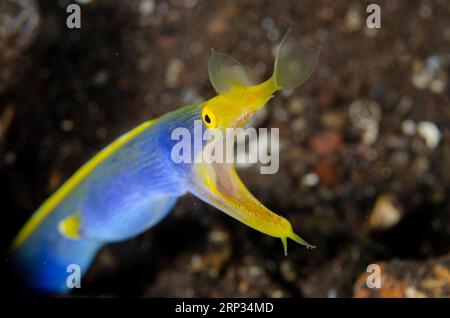 Männlicher Schleifenaal, Rhinomuraena quaesita, in Loch auf Sand, Melasti Tauchplatz, Seraya, Karangasem, Bali, Indonesien Stockfoto