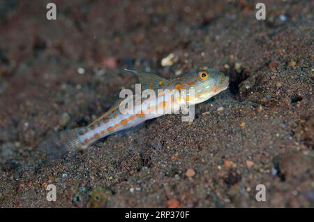Orange-dashed Goby, Valenciennea puellaris, Pong Pong Tauchplatz, Seraya, Karangasem, Bali, Indonesien Stockfoto