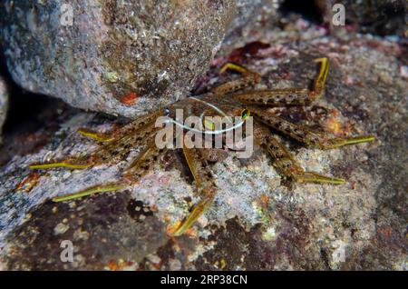 Flat Rock Crab, Percnon planissimum, on Rock, Nachttauchen, Scuba Seraya House Reef Tauchplatz, Seraya, Karangasem, Bali, Indonesien Stockfoto