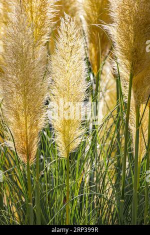 Pampas-Grasfronten, die von der Sonne im Hintergrund atmosphärisch beleuchtet werden Stockfoto