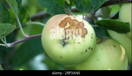 apfelgarten mit verstorbenen reifenden Äpfeln auf den Bäumen Ende august Stockfoto