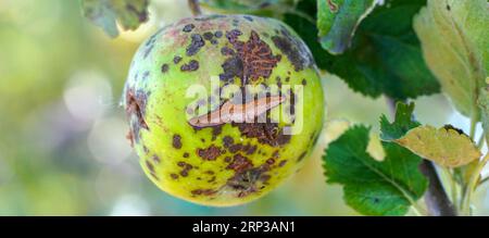 apfelgarten mit verstorbenen reifenden Äpfeln auf den Bäumen Ende august Stockfoto