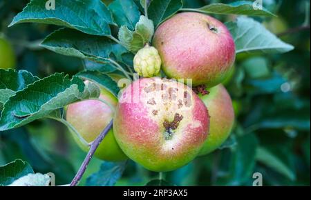 apfelgarten mit verstorbenen reifenden Äpfeln auf den Bäumen Ende august Stockfoto