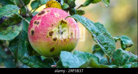 apfelgarten mit verstorbenen reifenden Äpfeln auf den Bäumen Ende august Stockfoto