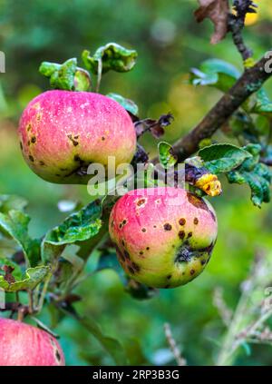 apfelgarten mit verstorbenen reifenden Äpfeln auf den Bäumen Ende august Stockfoto