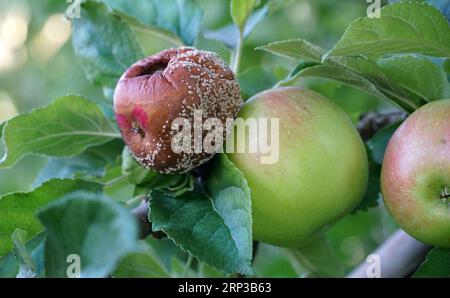 apfelgarten mit verstorbenen reifenden Äpfeln auf den Bäumen Ende august Stockfoto