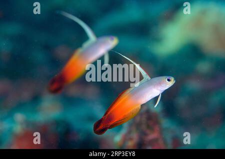 Paar Fire Dartfish, Nemateleotris magnifica, mit verlängerter Rückenflosse, Dropoff Tauchplatz, Tulamben, Karangasem, Bali, Indonesien Stockfoto