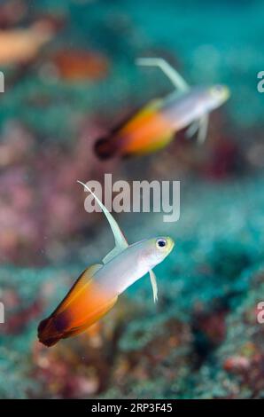 Paar Fire Dartfish, Nemateleotris magnifica, mit verlängerter Rückenflosse, Dropoff Tauchplatz, Tulamben, Karangasem, Bali, Indonesien Stockfoto