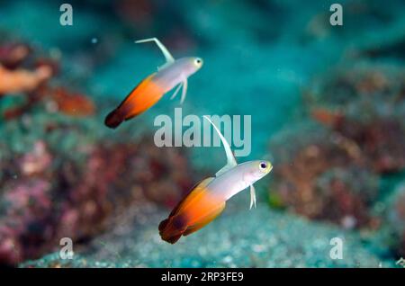 Paar Fire Dartfish, Nemateleotris magnifica, mit verlängerter Rückenflosse, Dropoff Tauchplatz, Tulamben, Karangasem, Bali, Indonesien Stockfoto