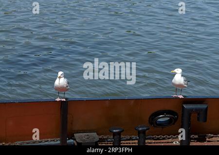 Zwei Heringsmöwen sitzen auf einem Boot, Bristol Docks, Bristol City Centre Scenes, Sommer 2022. Europäische Heringsmöwe (Larus argentatus) Stockfoto