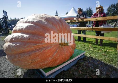 USA, Riesen-Kürbis-Wettbewerb in Langley (181007) -- LANGLEY, 7. Oktober 2018 -- Menschen schauen sich einen riesigen Kürbis während des Giant Pumpkin WiegeOff Events in Langley, Kanada, 6. Oktober 2018 an. ) (wtc) CANADA-LANGLEY-RIESEN-KÜRBIS-WIEGEEREIGNIS LiangxSen PUBLICATIONxNOTxINxCHN Stockfoto