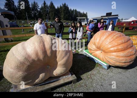 (181007) -- LANGLEY, 7. Oktober 2018 -- die Leute sehen einen riesigen Kürbis während des Giant Pumpkin WiegeOff Event in Langley, Kanada, 6. Oktober 2018. ) (wtc) CANADA-LANGLEY-RIESEN-KÜRBIS-WIEGEEREIGNIS LiangxSen PUBLICATIONxNOTxINxCHN Stockfoto