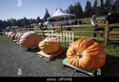 USA, Riesen-Kürbis-Wettbewerb in Langley (181007) -- LANGLEY, 7. Oktober 2018 -- beim Giant Pumpkin Wiegen-Off Event in Langley, Kanada, 6. Oktober 2018, sehen sich die Leute riesige Kürbisse an. ) (wtc) CANADA-LANGLEY-RIESEN-KÜRBIS-WIEGEEREIGNIS LiangxSen PUBLICATIONxNOTxINxCHN Stockfoto