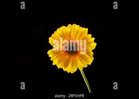 Gelbe Gerbera-Blüten auf schwarzem Hintergrund Stockfoto