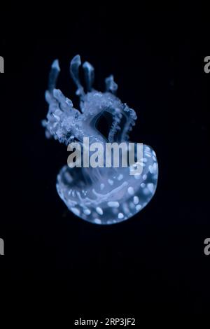 Australische gefleckte Quallen (Phyllorhiza punctata) im Meerwasser. Weiße blaue Quallen im natürlichen Lebensraum des Ozeans. Schwimmende Glocke medusa von Pa Stockfoto