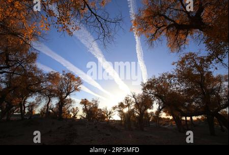 (181011) -- EJIN BANNER, 11. Oktober 2018 -- Bäume von Populus euphratica sind in Ejin Banner, Nordchinas Innere Mongolei Autonome Region, 10. Oktober 2018 zu sehen. Die goldenen Blätter im Herbst ziehen viele Touristen an.) (ly) CHINA-INNER MONGOLIA-POPULUS EUPHRATICA-SCENERY (CN) AnxXiya PUBLICATIONxNOTxINxCHN Stockfoto