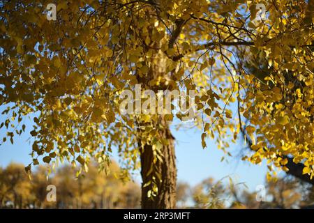 181011 -- EJIN-BANNER, 11. Oktober 2018 -- Ein Baum der Populus euphratica wird in Ejin Banner, Nordchinas Autonome Region Innere Mongolei, 10. Oktober 2018 gesehen. Die goldenen Blätter im Herbst ziehen viele Touristen an. ly CHINA-INNERE MONGOLEI-POPULUS EUPHRATICA-LANDSCHAFT CN ZouxYu PUBLICATIONxNOTxINxCHN Stockfoto