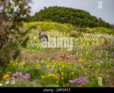Perlhuhn in einem Blumenfeld während der Blütezeit, West Coast National Park, Südafrika Stockfoto