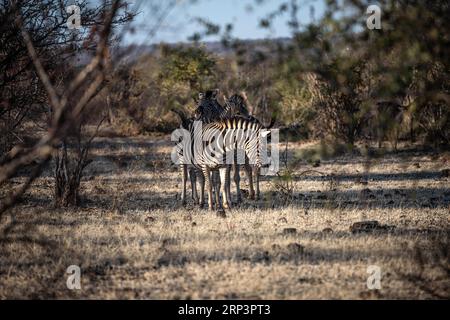 Zebras, Victoria Falls, Simbabwe Stockfoto