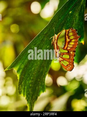 Grüner Schmetterling mit braunen Streifen hängt kopfüber auf einem Blatt mit gefalteten Flügeln Stockfoto