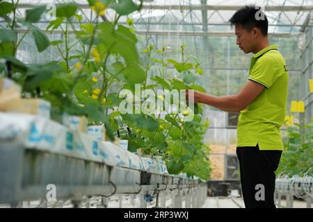 (181017) -- PEKING, 17. Oktober 2018 -- Ein Mitarbeiter überprüft den wachsenden Zustand von Melonen im Landwirtschaftskomplex Jianghe im Quannan County, Ostchinesische Provinz Jiangxi, 10. Oktober 2018.) Xinhua-Schlagzeilen: Ein Jahr später geht China unter Xi HuxChenhuan PUBLICATIONxNOTxINxCHN in eine neue Ära Stockfoto