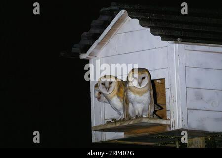 Nistkästchen für Scheuneneule zur Nagetierkontrolle im Ackerland Stockfoto