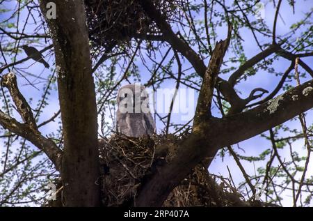 Verreaux's Uhu (Ketupa lactea) Baby Riesen-Uhu sitzt in einem Nest, Kenia Stockfoto