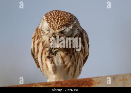 Kleine Eule, die eine Heuschrecke isst Stockfoto