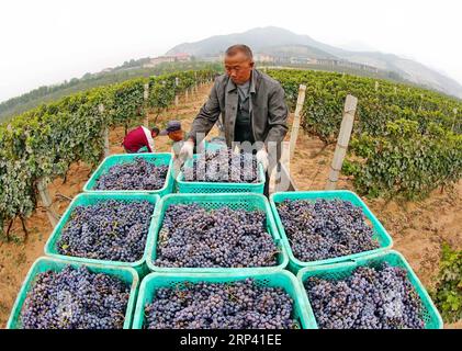 (181022) -- SHIIAZHUANG, 22. Oktober 2018 -- Landwirte laden Weintrauben in eine Pflanzbasis in der Gemeinde Liangshan im Changli County, nordchinesische Provinz Hebei, 21. Oktober 2018. Mehr als 50.000 mu (etwa 3.333,33 Hektar) Weintrauben sind in die Erntesaison eingetreten. Der jährliche Produktionswert der lokalen Weinbrauerei hat 2,5 Milliarden Yuan (361,1 Millionen US-Dollar) erreicht. ) (Hxy) CHINA-CHANGLI-WEIN TRAUBENERNTE (CN) YangxShiyao PUBLICATIONxNOTxINxCHN Stockfoto