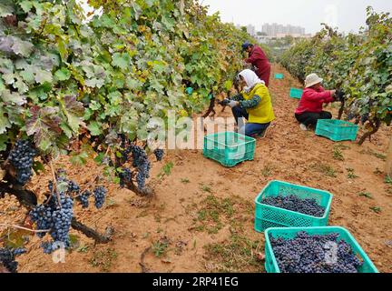 (181022) -- SHIIAZHUANG, 22. Oktober 2018 -- Landwirte pflücken Weintrauben an einer Pflanzbasis in der Gemeinde Liangshan im Changli County, nordchinesische Provinz Hebei, 21. Oktober 2018. Mehr als 50.000 mu (etwa 3.333,33 Hektar) Weintrauben sind in die Erntesaison eingetreten. Der jährliche Produktionswert der lokalen Weinbrauerei hat 2,5 Milliarden Yuan (361,1 Millionen US-Dollar) erreicht. ) (Hxy) CHINA-CHANGLI-WEIN TRAUBENERNTE (CN) YangxShiyao PUBLICATIONxNOTxINxCHN Stockfoto