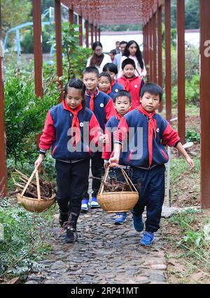 (181022) -- CHANGXING, 22. Oktober 2018 -- Schüler der Baixian Central Primary School tragen Heilkräuter im Kräutergarten in der Schule in der Stadt Meishan im Bezirk Changxing, ostchinesische Provinz Zhejiang, 22. Oktober 2018, der Welttag der traditionellen Medizin. Schüler der Grundschule, die eine Bildungsbasis der TCM-Kultur in Huzhou City ist, lernen unter Anleitung eines TCM-Arztes, medizinische Kräuter zu identifizieren, zu sammeln und zu verarbeiten. ) (Gxn) CHINA-ZHEJIANG-TCM-EDUCATION (CN) XuxYu PUBLICATIONxNOTxINxCHN Stockfoto