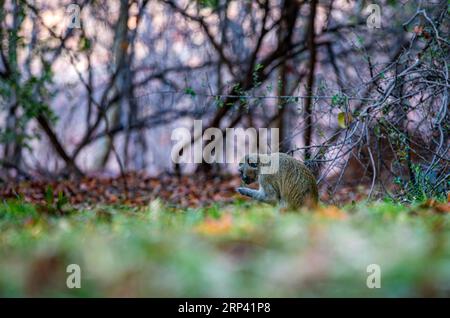 Vervet-Affe (Chlorocebus pygerythrus) auf der Suche nach Nahrung im Gras, Victoria Falls, Simbabwe Stockfoto