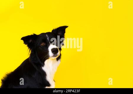 Nahaufnahme von Border Collie, 1,5 Jahre alt, mit Blick auf die Kamera vor rotem und gelbem Hintergrund Stockfoto