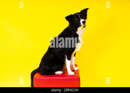 Nahaufnahme von Border Collie, 1,5 Jahre alt, mit Blick auf die Kamera vor rotem und gelbem Hintergrund Stockfoto