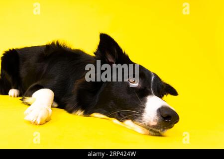 Nahaufnahme von Border Collie, 1,5 Jahre alt, mit Blick auf die Kamera vor rotem und gelbem Hintergrund Stockfoto