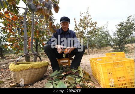 (181023) -- WEINAN, 23. Oktober 2018 -- Ein Bauer erntet Persimmon im Dorf Taibai, Fuping County, nordwestchinesische Provinz Shaanxi, 23. Oktober 2018. Persimmon in Fuping hat kürzlich in die Erntesaison eingetreten. ) (wyo) CHINA-SHAANXI-PERSIMMON-HARVEST (CN) LixYibo PUBLICATIONxNOTxINxCHN Stockfoto