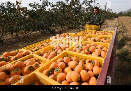 (181023) -- WEINAN, 23. Oktober 2018 -- Ein Bauer trägt die geerntete Persimmon im Dorf Taibai, Fuping County, nordwestchinesische Provinz Shaanxi, 23. Oktober 2018. Persimmon in Fuping hat kürzlich in die Erntesaison eingetreten.) (wyo) CHINA-SHAANXI-PERSIMMON-HARVEST (CN) LixYibo PUBLICATIONxNOTxINxCHN Stockfoto