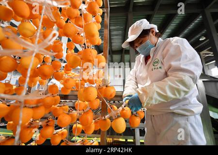 (181023) -- WEINAN, 23. Oktober 2018 -- Ein Mitarbeiter eines landwirtschaftlichen Unternehmens verarbeitet das geerntete Persimmon im Fuping County, Provinz Shaanxi im Nordwesten Chinas, 23. Oktober 2018. Persimmon in Fuping hat kürzlich in die Erntesaison eingetreten. ) (wyo) CHINA-SHAANXI-PERSIMMON-HARVEST (CN) LixYibo PUBLICATIONxNOTxINxCHN Stockfoto