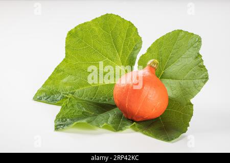 Ein orangefarbener Mini-Kürbis liegt auf einem Kürbisblatt auf weißem Hintergrund. Stockfoto