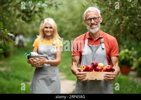 Happy Mature Farmers Pair Walking In Orchard With Crate Full Of Apples Stockfoto
