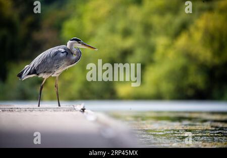 Stuttgart, Deutschland. September 2023. Ein grauer Reiher sitzt in der Sonne auf einem Steg am Lake Max Eyth. High Olenka sorgt in der kommenden Woche für schönes und trockenes Spätsommerwetter in Deutschland. „Die Sonne scheint von früh bis spät weit verbreitet mit höchstens harmlosen Schleierwolken“, sagte Meteorologe Tobias Reinartz vom Deutschen Wetterdienst in Offenbach am Sonntag voraus. Mit einem Vorbehalt: "Nachts kann sich Nebel vor Ort bilden, aber er wird am Morgen von der Sonne schnell 'erhitzt'." Quelle: Christoph Schmidt/dpa/Alamy Live News Stockfoto
