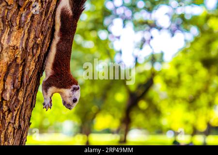 Eichhörnchen hängt kopfüber mit Walnuss auf Baum Stockfoto