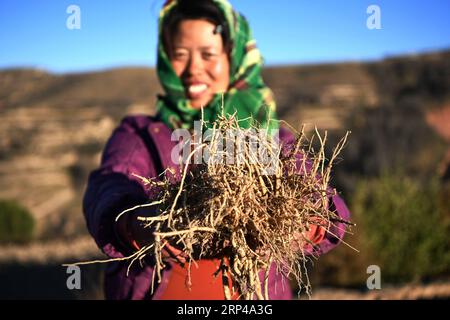 (181101) -- WEIYUAN, 1. November 2018 -- der Landwirt Zhao Jinxia zeigt Fresh codonopsis pilosula, eine Pflanze, die in der traditionellen chinesischen Medizin verwendet wird, im Dorf Sanhe im Kreis Weiyuan, Provinz Gansu im Nordwesten Chinas, 31. Oktober 2018. Die Produktion chinesischer Pflanzenheilmittel in der Provinz Gansu mit einer Gesamtpflanzfläche von 4,6 Millionen Mu (310.000 Hektar) wird 2018 voraussichtlich 1,2 Millionen Tonnen erreichen. Landwirte in mehr als 1.300 Dörfern in Armut haben von der Kräuterpflanzung profitiert. ) (Hxy) CHINA-GANSU-WEIYUAN-CHINESE HERBAL MEDICINE (CN) ChenxBin PUBLICATIONxNOTxINxCHN Stockfoto