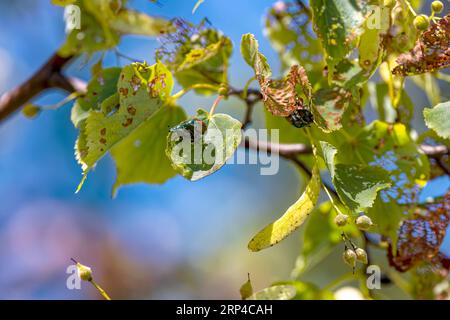 Der Japanische Käfer (Popillia japonica) ist eine Art des Scharabenkäfers. Invasiver Käfer. Stockfoto