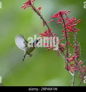 (181112) -- FUZHOU, 12. November 2018 -- Eine sonnenblume sammelt Honig aus einer Blume im Fuzhou National Forest Park in Fuzhou, Hauptstadt der südöstlichen chinesischen Provinz Fujian, 10. November 2018. ) (Ry) CHINA-FUZHOU-FLOWERS-BIRD (CN) MeixYongcun PUBLICATIONxNOTxINxCHN Stockfoto